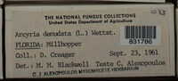 Arcyria denudata image